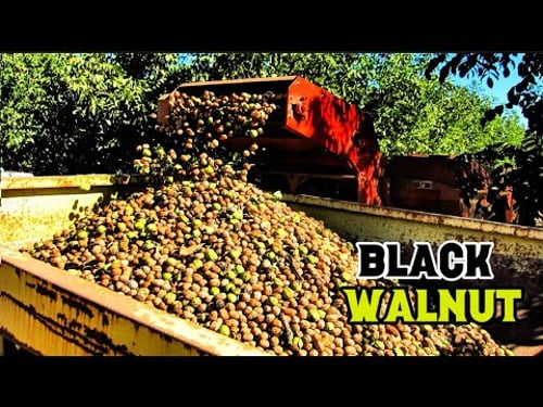 How To Grow Walnut, Black WALNUT Harvesting and Processing