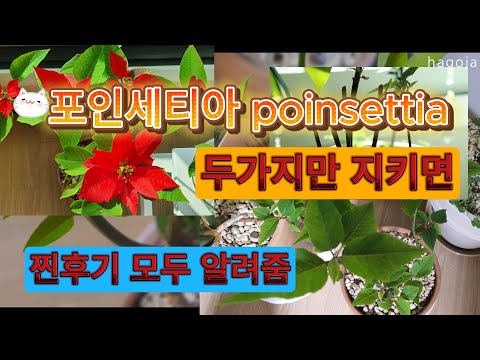 If you know two poinsettias, you can grow them well. Poinsettia shovelwood, water rack