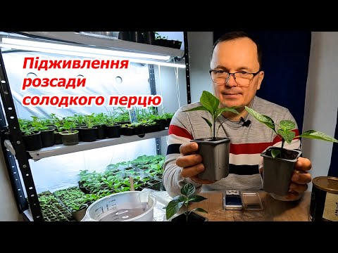 Розсада перцю одразу стає зеленою та потужно розвивається!