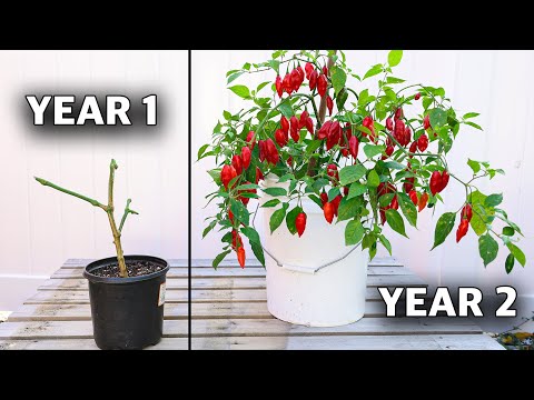 Here’s How to REGROW the Same Pepper Plant Every Year! (How to Overwinter Your Peppers)