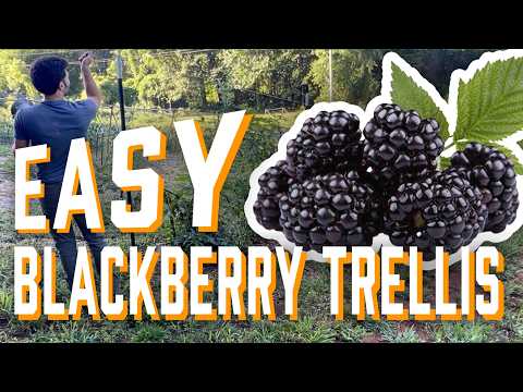 Easy DIY Blackberry Trellis | Simple & Budget-Friendly Garden Project