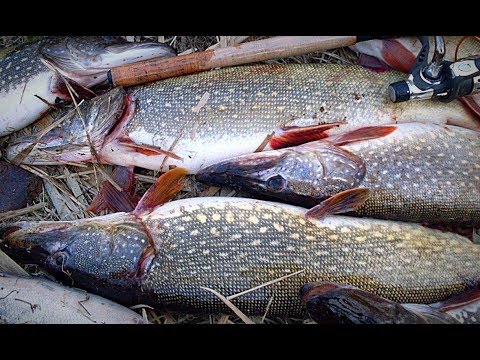 Рыбалка на щуку. Разведка по щучьим ямам. Бешеный клёв. Рыбалка с ночёвкой.