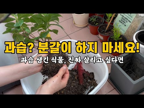 3 Ways to Save Overwatered Plants (Upgraded Version)