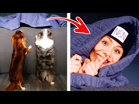 We teach dogs to search!