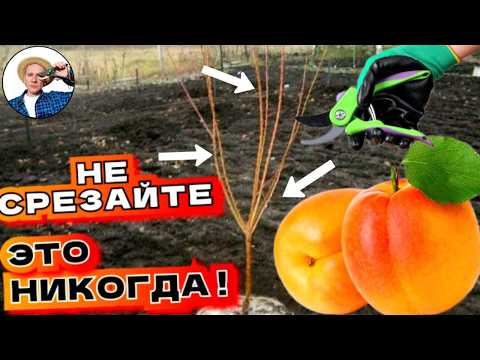 Pruning Apricot in Second Year: Step-by-Step Guide for Beginners 🌿