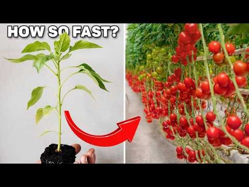 Tomato Paradise - Grow Fast and Efficiently! High-tech Greenhouse for Growing Tomatoes!
