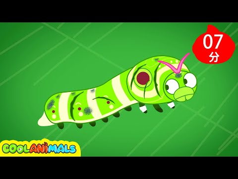 拯救玉帶鳳蝶毛毛蟲| 兒童動畫 | 動物科普 | 動物醫療 | 昆蟲救援 | 昆蟲 | 科普知識 | 動物救助故事 | Chinese cartoon | 好奇動物Coolanimals