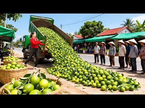 Use Truck Overcome Difficult Road to Buy 1000kg+ Lemons, Transport Many Lemons Go to Market Sell