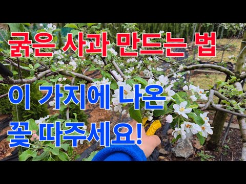 굵은 사과 주렁주렁 열리게 하는 비밀. "이 가지에 열린 꽃 or 열매 따줘라!" 참 쉽죠잉~