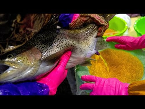 A Trout Breeding Fish Farm that Extracts Caviar from Live Fish