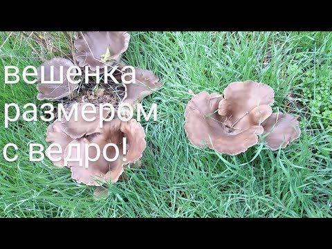 Столько грибов в одном месте я ещё не видела!