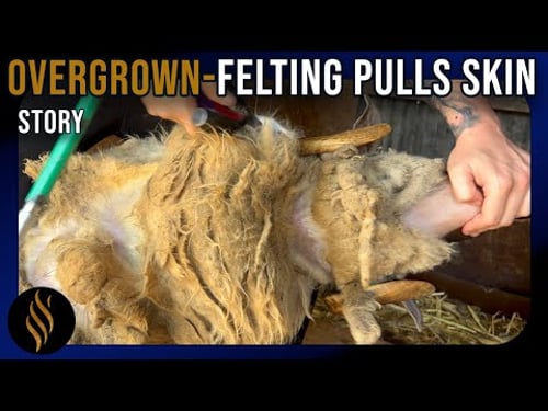 Brutal Felting Traps Sheep In Overgrowth