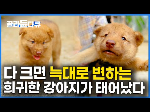 우리 집에 빨간 개가 태어났다. 늑대의 피가 섞여 독사도 찢어버리는 전설의 한국 토종개│토종견 불개│아주 각별한 기행│#골라듄다큐