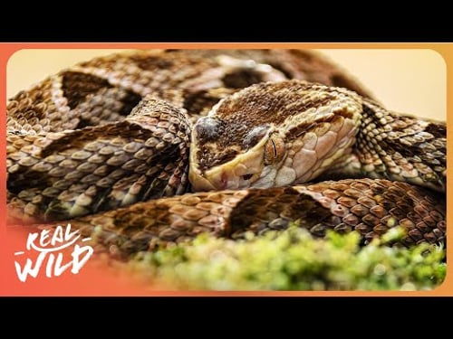 Hunting The Elusive Patagonian Lancehead Viper | O'Shea's Big Adventure