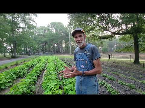 NO Manure in the Garden???? Why We DON'T Use Cow, Goat or Horse Manure