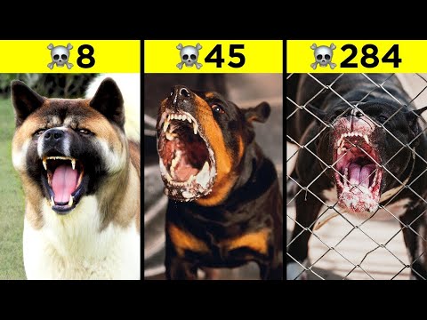 Самые Агрессивные Породы Собак В Мире
