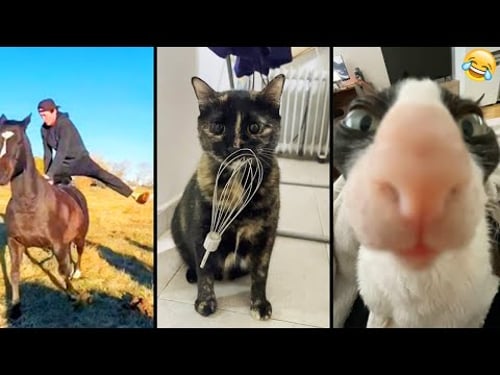 Funny ANIMALS videos 😂 Funniest CATS😺 and DOGS🐶 2025 , part4