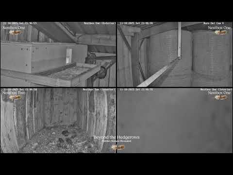 🔴 LIVE NEST CAM | Cumbrian Barn Owl Nestbox Cameras