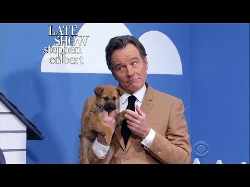 The Late Show 'Rescue Dog Rescue' With Bryan Cranston