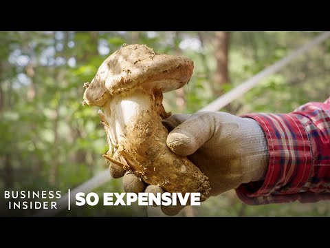 Why Matsutake Mushrooms Are So Expensive | So Expensive