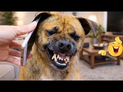 I Canโt Believe These Dogs Are Still This Funny ๐ Best Funny Dog Videos of 2026 ๐ถ