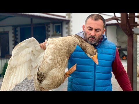 GOOSE MEAT in a TANDOOR. ENG SUB