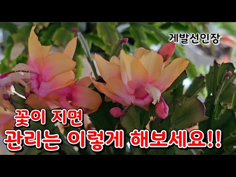 게발선인장 꽃이 지면 관리는 이렇게 해보세요!!/ 관리를 잘 하셔야 내년에 또 이쁜 꽃을 볼수 있어요~^^