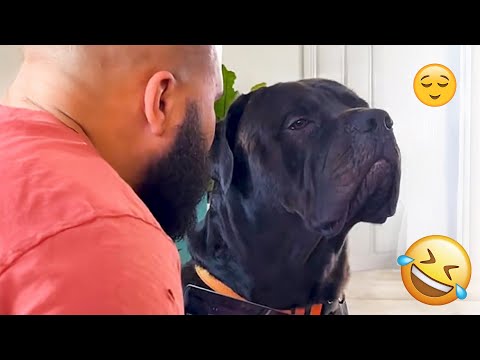 I dare you not to LAUGH at these FUNNY DOGS 😁🦮 - Best Funny Animals Videos 2025 #72