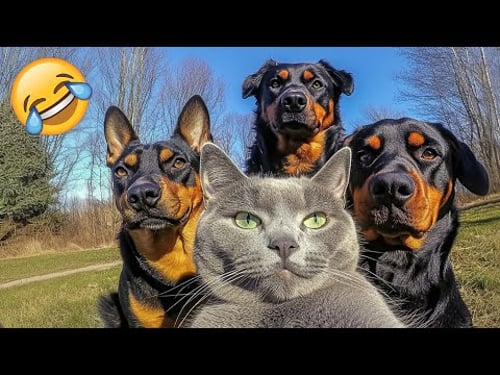 Lustigste Tiervideos 😹🐶 Sehr lustige Katzen & Hunde 2025 🤣 Teil 2