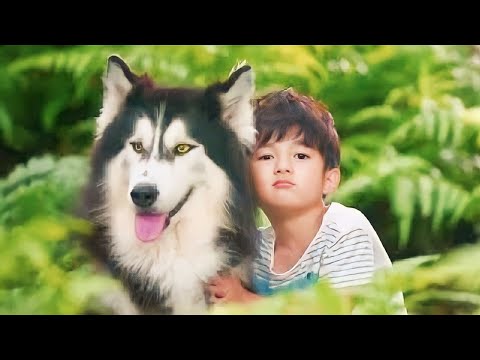 طفل بيربيه الذئاب 20 عام وينفصل عن العالم ولمة بتشوفه بنت بتغير حياته ملخص مسلسل كامل