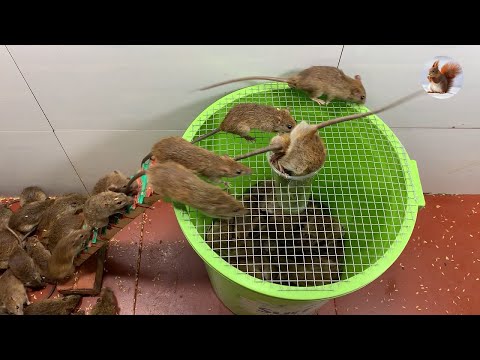 mouse trap \ electric mousetrap \ water mouse trap \ Make a mouse trap with a plastic box