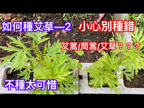 【如何種艾草—2】【如何區分艾草/艾蒿/茼蒿】對抗病毒的特效藥【驅蚊避邪】 不種太可惜 How to grow Artemisia argyi and wormwood
