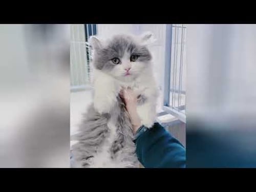 Gatitos irresistibles que harán brillar tus días más grises