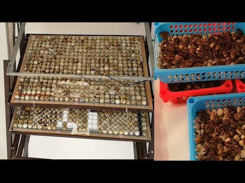 Some steps to make large Egg Incubator at home (3000 Eggs capacity)