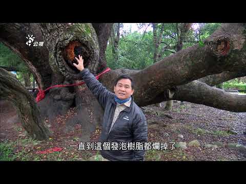 【樹木保護】讓樹醫樹|與時間賽跑的救樹行動 (我們的島 第688集 2012-12-31)