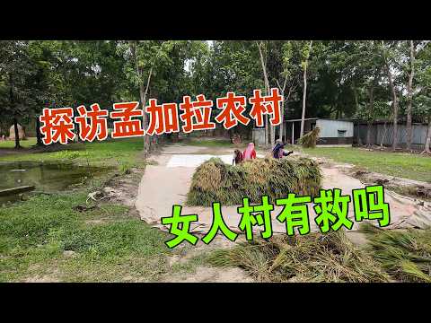 我来到孟加拉农村 寻找帮助女人村的方法 见到了孟加拉虎 维森来了