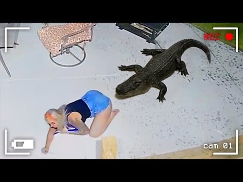 Wild Animals Invading Cities Caught on Camera! #8