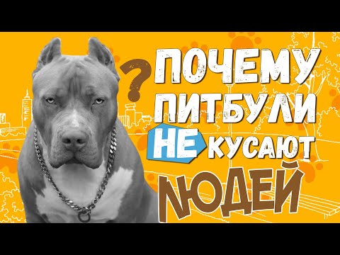 Почему Питбуль НЕ кусает людей // Порода Американский Питбультерьер и Стаффордширский Терьер