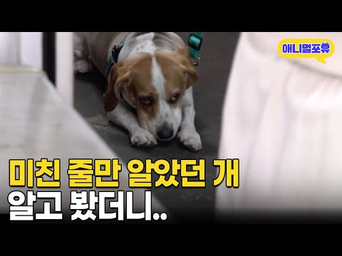 미친 줄 알았던 개 알고보니 '헉' 개통령 강형욱의 완벽 솔루션 I KBS 개는 훌륭하다 230417 방송