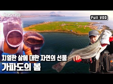 🌊거친 바다를 터전으로 살아가는 해녀들의 첫 물질과 🐟대물생선들과 사투 '자연산이 살아있다 - 가파도의 봄’ (KBS 20150328 방송)