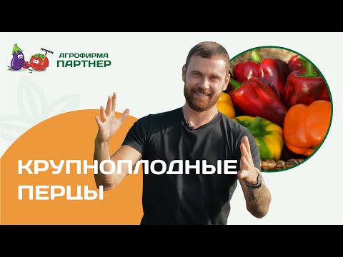 Крупноплодные перцы вырастить легко #дача #огород