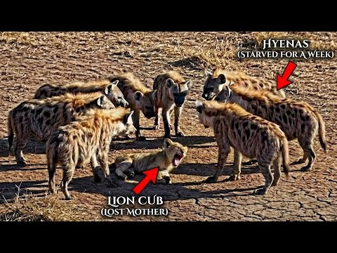 Hyenas Attack Baby Lion. What Happens Next Is Shocking!