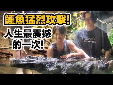 乖巧的寵物鱷魚為何突然攻擊?人生跑馬燈出現!巨大象魚 緬甸蟒 寵物小袋鼠 一日飼育員feat.李英宏