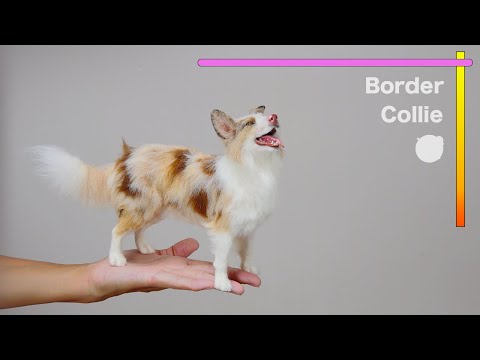 "Border Collie" The process of making with wool felt