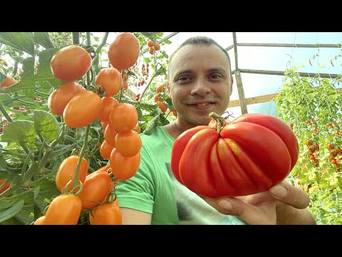 Повна детальна інструкція з вирощування томатів