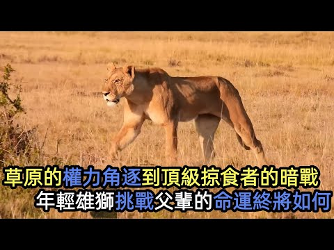 草原權力角逐,頂級掠食者的暗戰,從獵豹被奪食到獅王發怒,年輕雄獅挑戰父輩的命運終將如何? #獅子#大象#鬣狗#獵豹#野生動物零距離