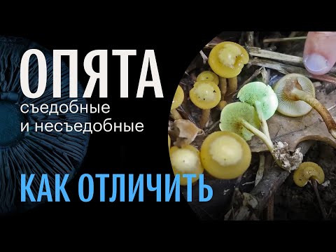 Для новичков. Как отличить любые съедобные опята от любых ложных. Михаил Вишневский