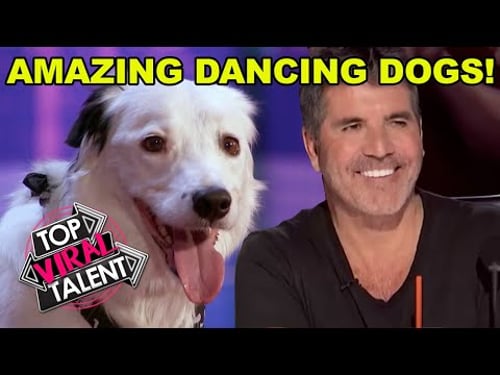 AMAZING DANCING DOG AUDITIONS on Got Talent