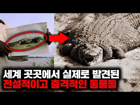 세계 곳곳에서 실제로 발견된 전설적이고 충격적인 동물들 | 3월의 몰아보기