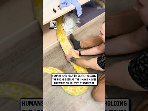 That's a big snake 🐍